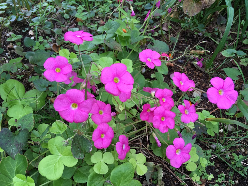 f:id:nonishi:20191111145716j:plain f:id:nonishi:20191111145716j:plain