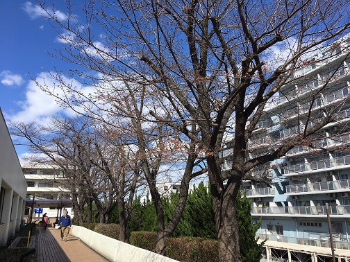 f:id:nonishi:20200319163548j:plain