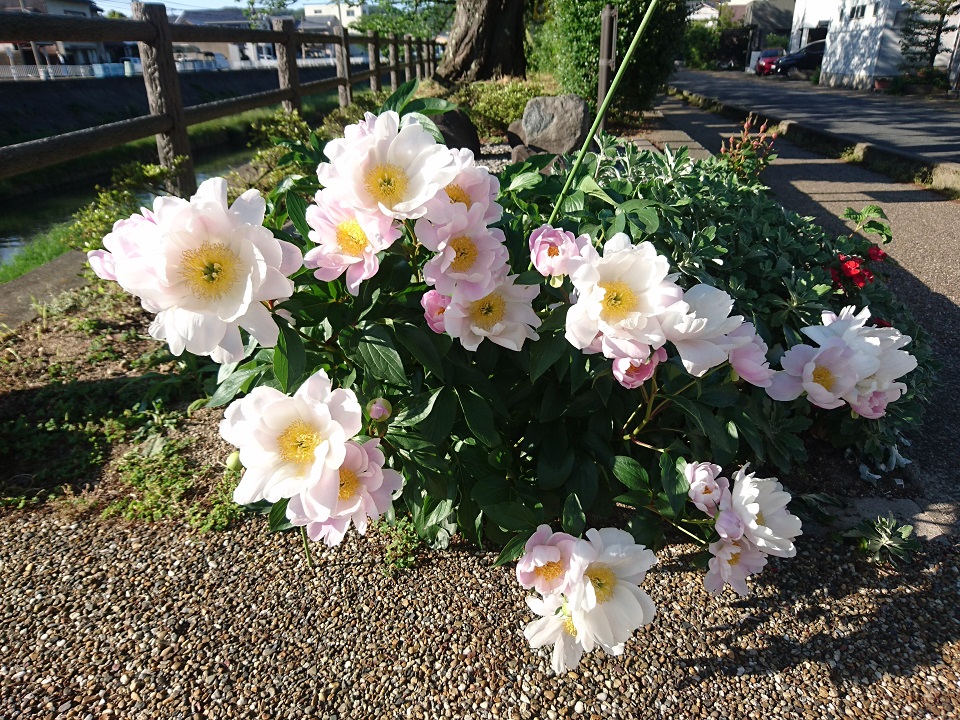 f:id:nonkiryoku:20200514201331j:plain