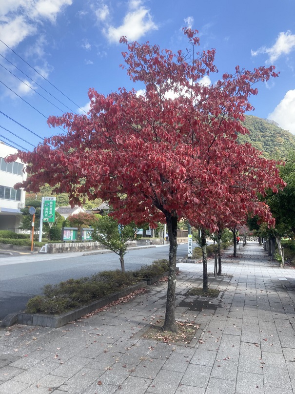 f:id:nonkiryoku:20211102185248j:plain