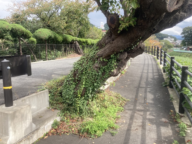 f:id:nonkiryoku:20211102190224j:plain