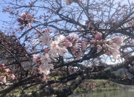 f:id:nonkiryoku:20220327190255j:plain