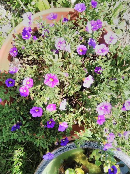 f:id:nonnbiriinaka:20200819102810j:plain f:id:nonnbiriinaka:20200819102810j:plain