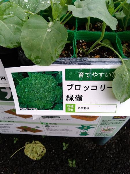 f:id:nonnbiriinaka:20200914083555j:plain f:id:nonnbiriinaka:20200914083555j:plain