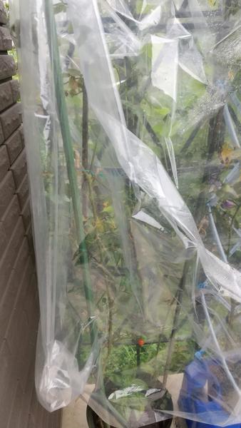 ミニトマト 長期収穫なるか ダイソーの大型ビニール袋で簡易温室がわりにしてみた ずぼらでのんびり田舎暮らし