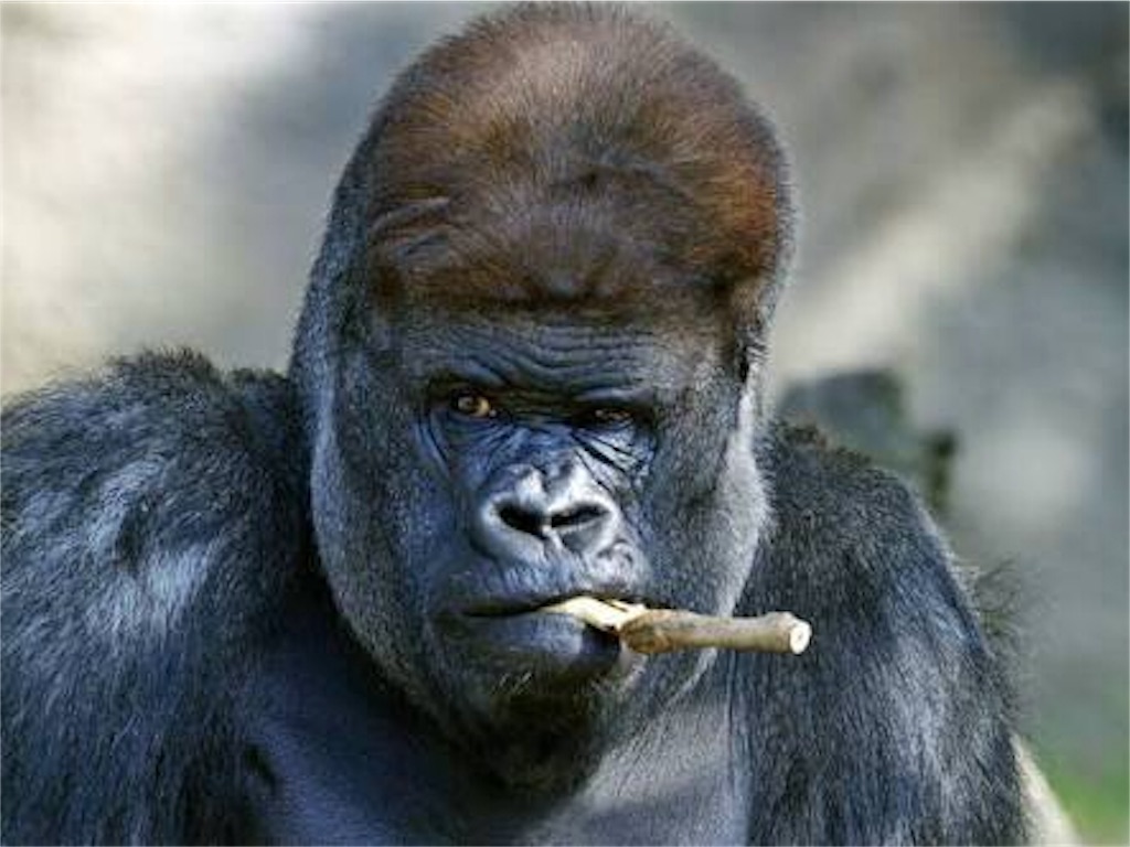 オナニー の不都合な真実 医者が説かない自慰行為の有害性 あなたがモテないのは ホルモン異常 が原因だった 非モテ国家ニッポンへの警鐘 Fight Club