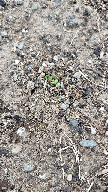 f:id:nonnonpapa:20250513155830j:image