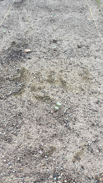 f:id:nonnonpapa:20250515132016j:image