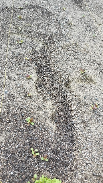 f:id:nonnonpapa:20250515132101j:image