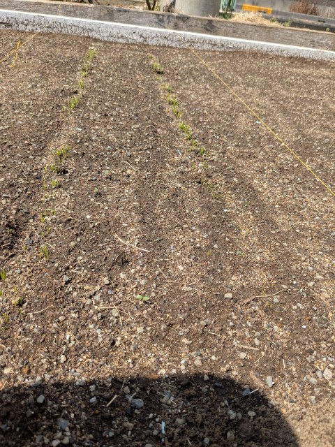 f:id:nonnonpapa:20250515132320j:image