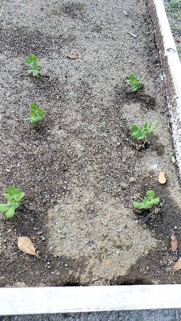 f:id:nonnonpapa:20250515132348j:image