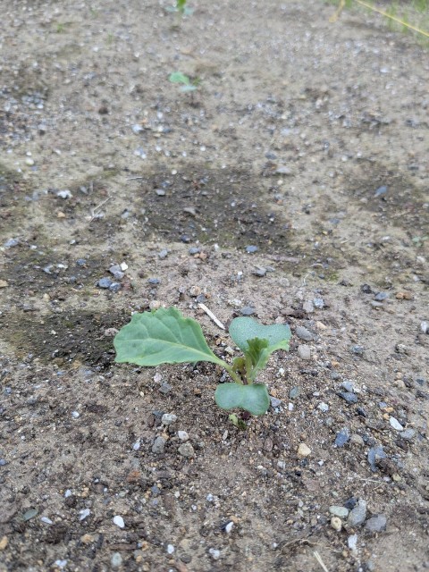 f:id:nonnonpapa:20250515133427j:image