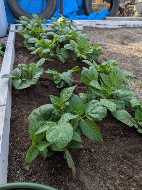 f:id:nonnonpapa:20250515134250j:image