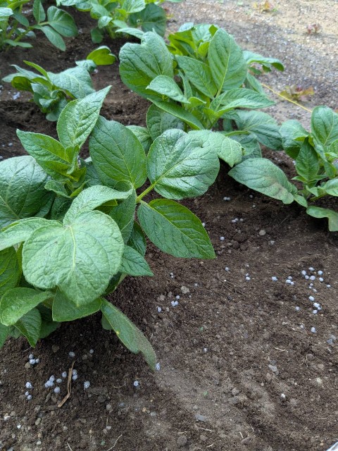 f:id:nonnonpapa:20250515134404j:image