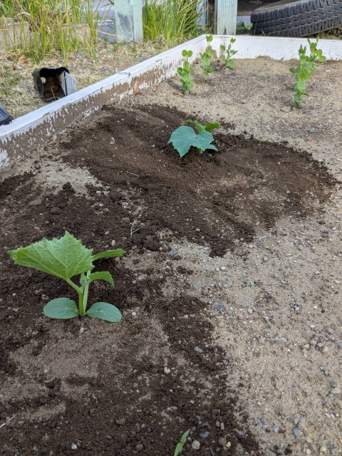 f:id:nonnonpapa:20250515135928j:image