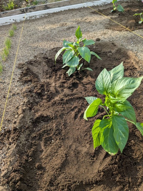 f:id:nonnonpapa:20250515135943j:image