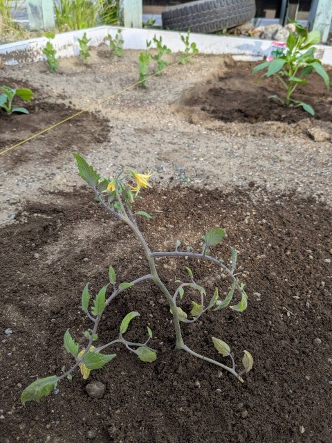 f:id:nonnonpapa:20250515140004j:image