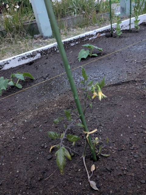 f:id:nonnonpapa:20250521141506j:image