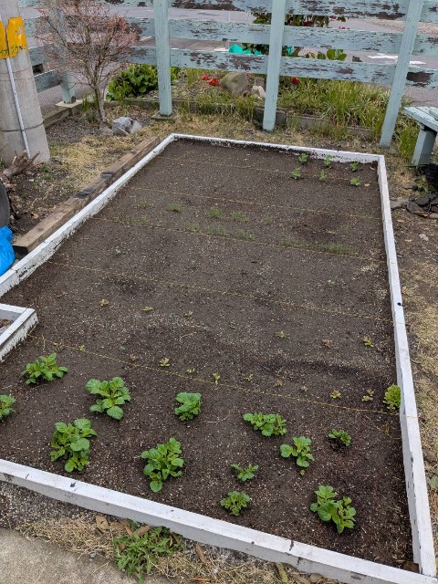 f:id:nonnonpapa:20250521141539j:image