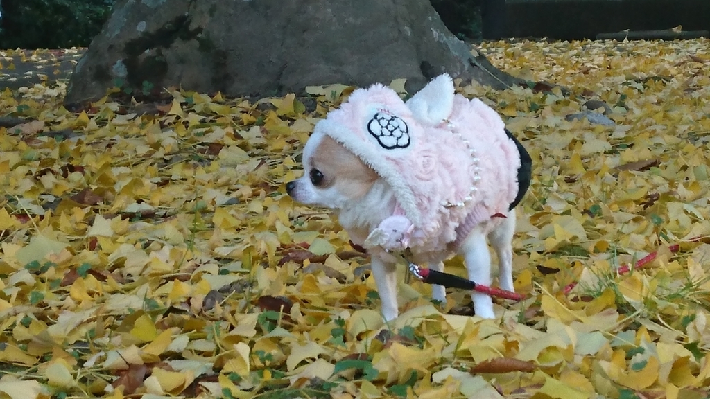f:id:nonnontink:20171124023642j:plain