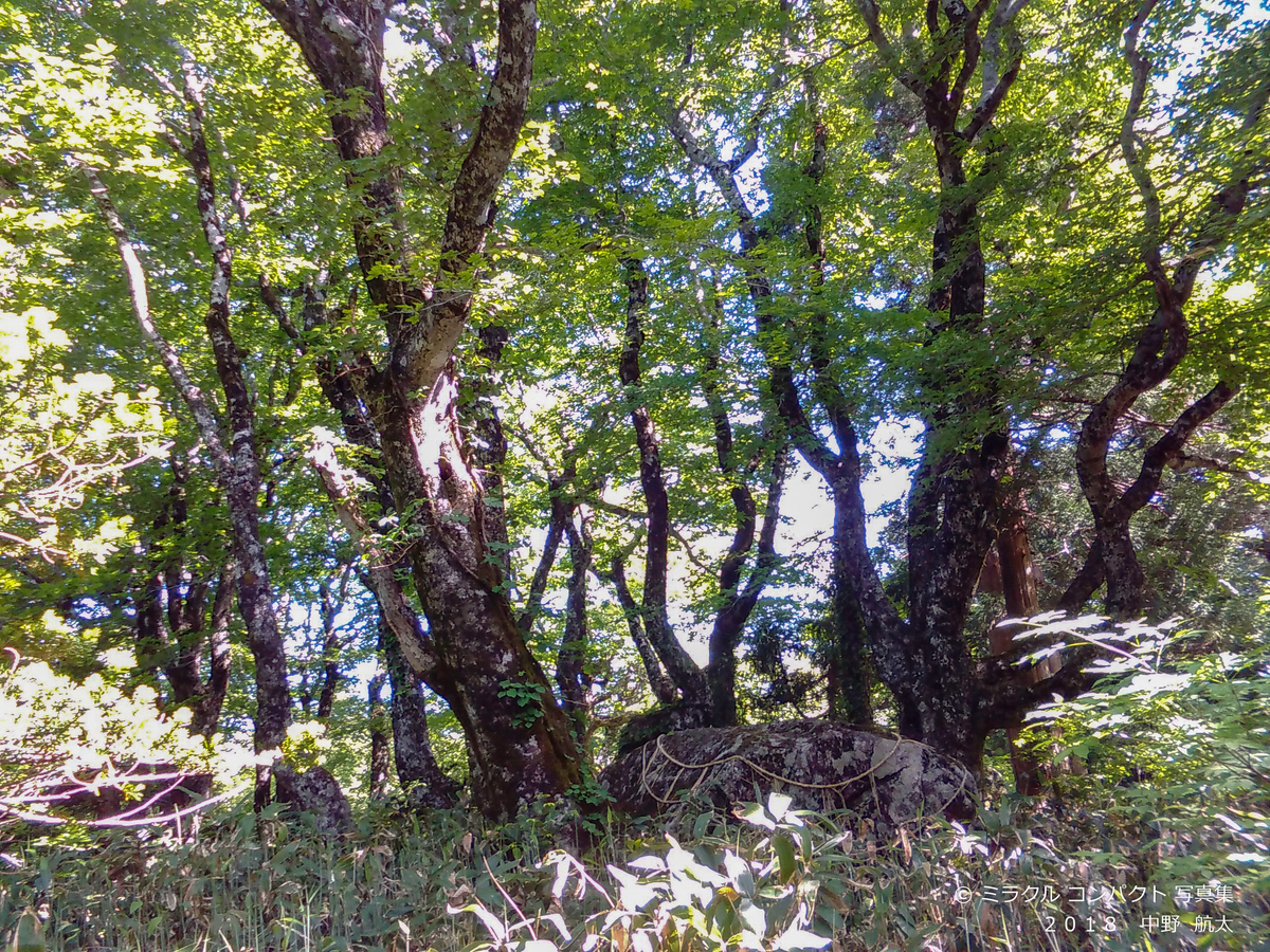 f:id:nono-effect:20190324202206j:plain f:id:nono-effect:20190324202206j:plain