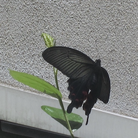 f:id:nonobe:20180522162356p:plain f:id:nonobe:20180522162356p:plain