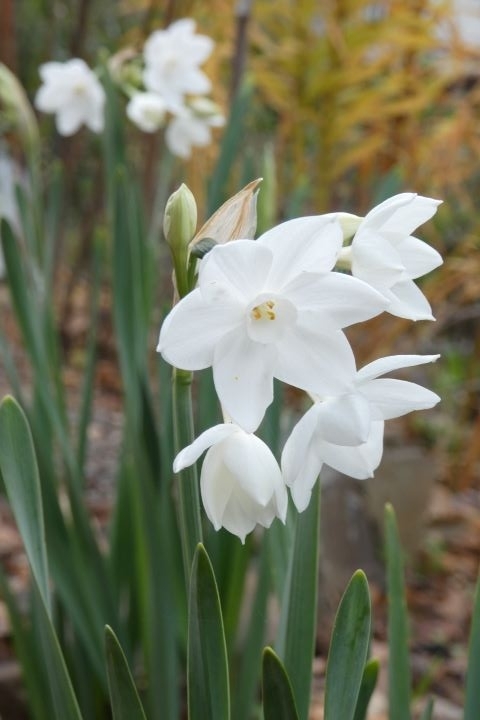 白い水仙 - 野の花ガーデンblog