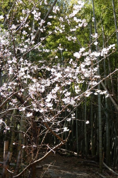 山の早咲きの桜 - 野の花ガーデンblog