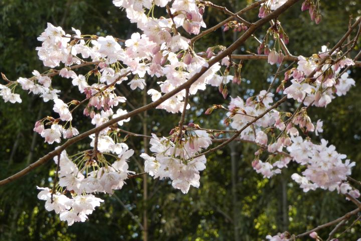 山の早咲きの桜 - 野の花ガーデンblog