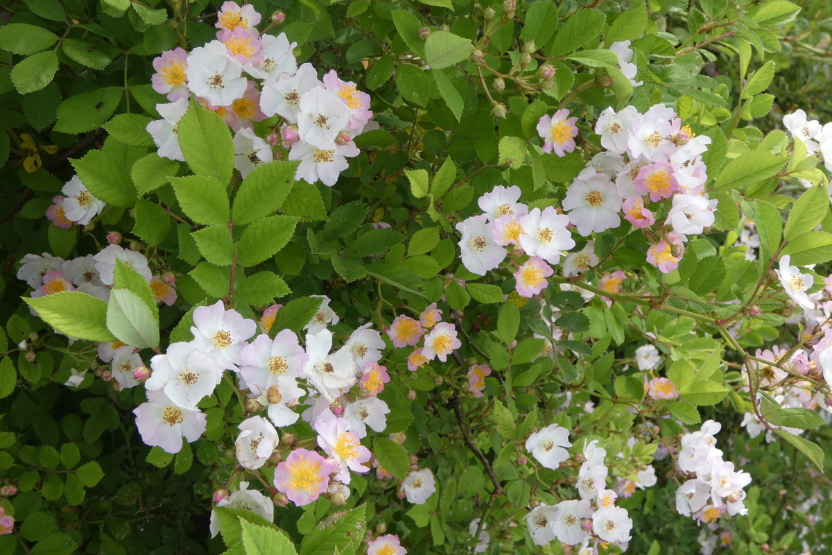 おまかせ抜き苗 1本 アウトレット価格 ノイバラピンク 桜のような小花