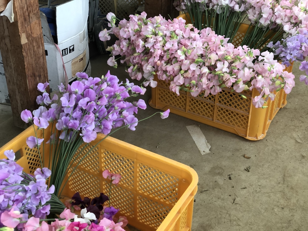 f:id:nononouka:20191113171736j:plain