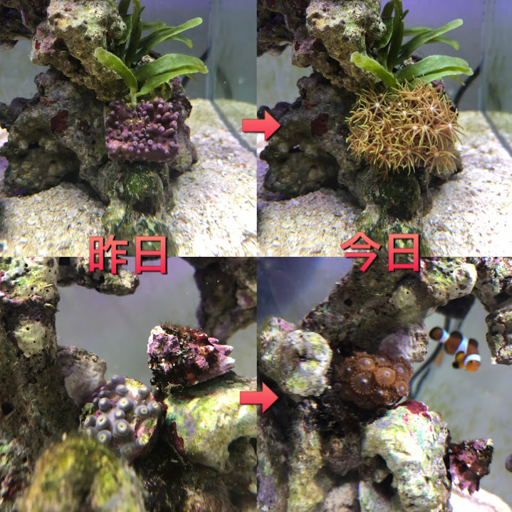 f:id:nonosuki:20180717162058j:plain
