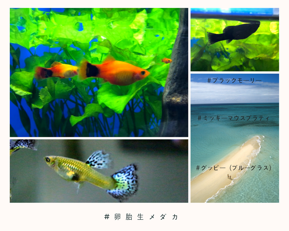 f:id:nonosuki:20180725145019j:plain