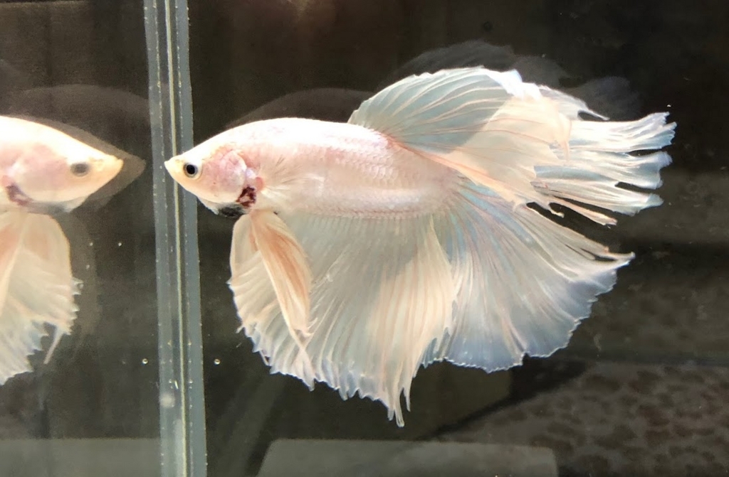 f:id:nonosuki:20180729130250j:plain