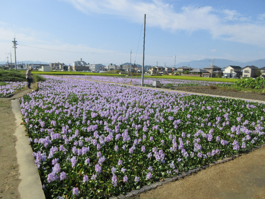 f:id:nonoty32a:20171224142644j:plain