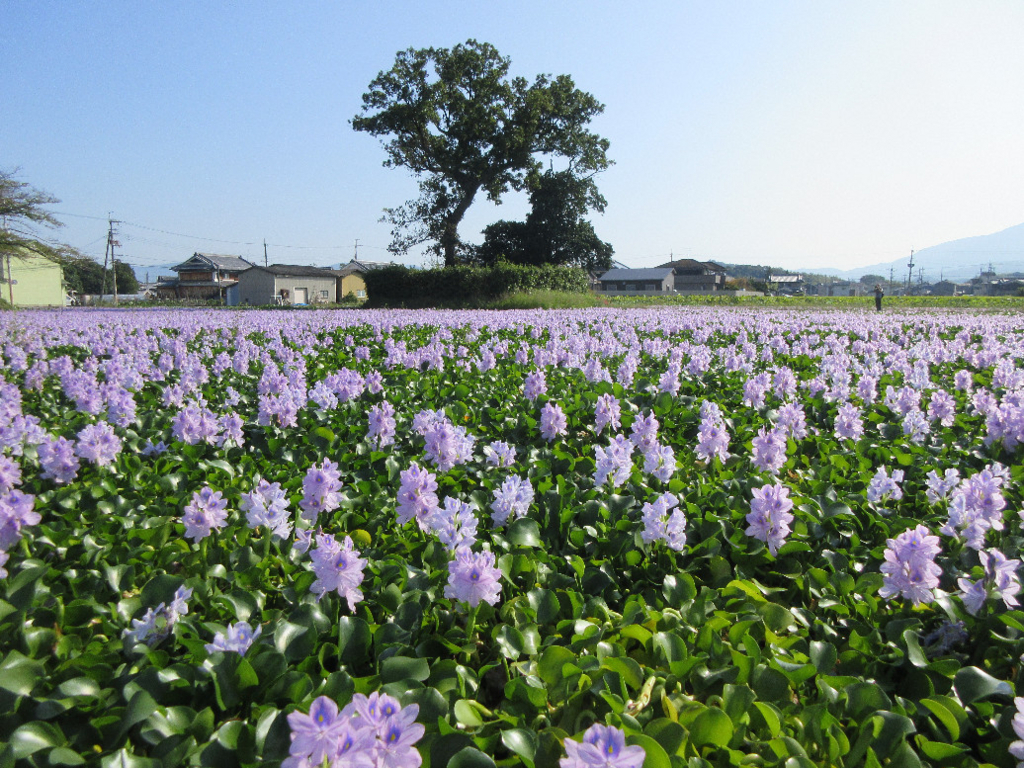 f:id:nonoty32a:20171224142737j:plain