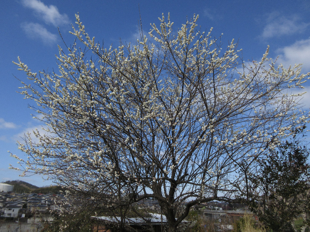 f:id:nonoty32a:20180321143831j:plain