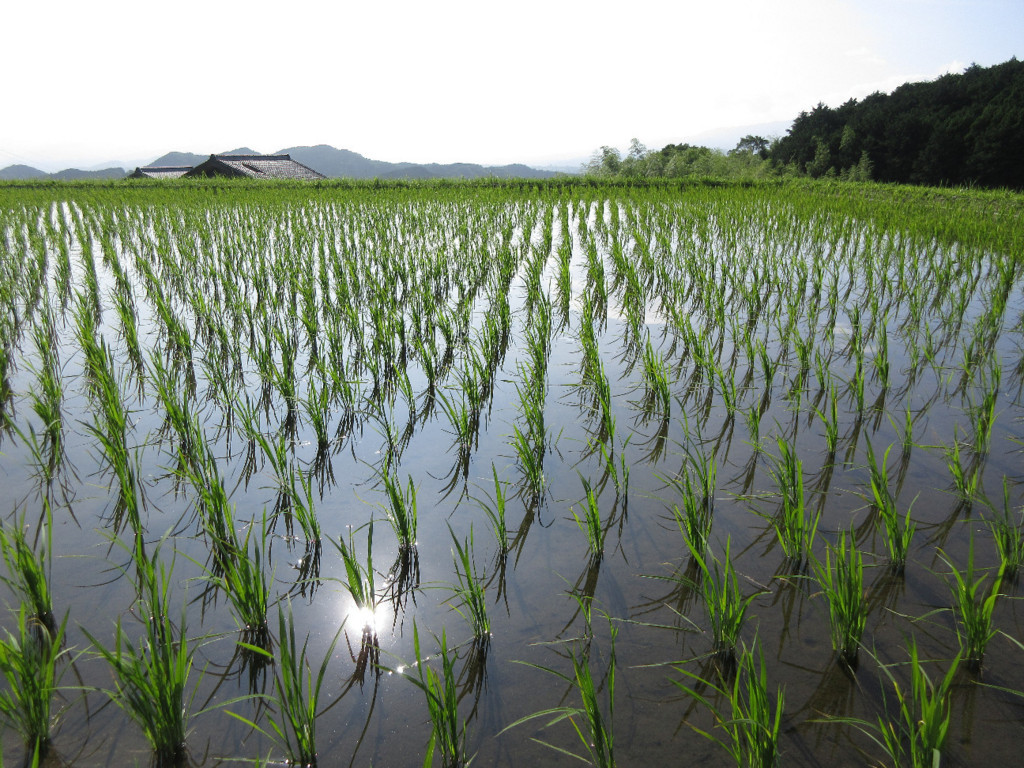 f:id:nonoty32a:20180801161521j:plain