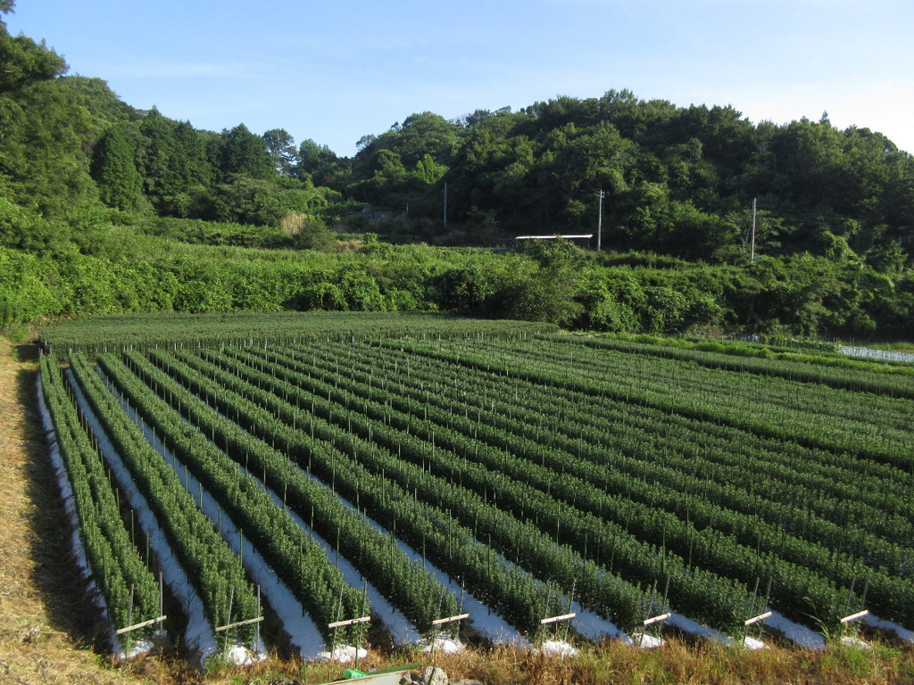 f:id:nonoty32a:20180821143620j:plain