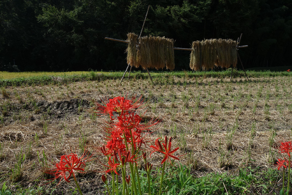 f:id:nonoty32a:20180930185136j:plain