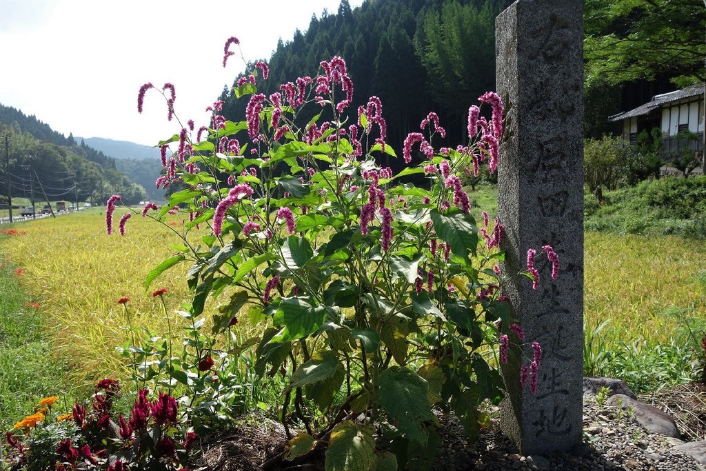 f:id:nonoty32a:20180930185318j:plain