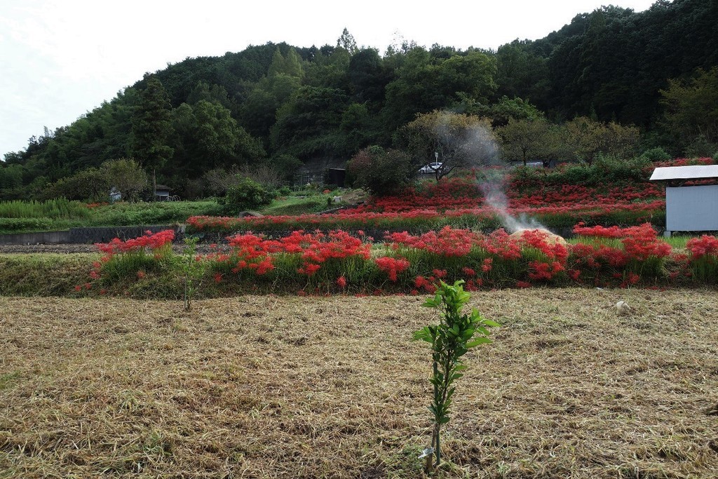 f:id:nonoty32a:20181003201656j:plain