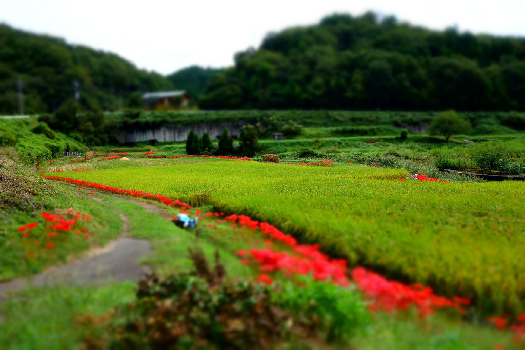 f:id:nonoty32a:20181003202801j:plain