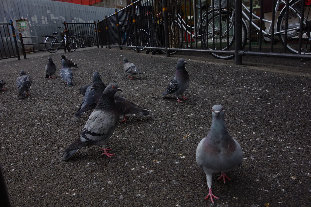 f:id:nonoty32a:20190218201542j:plain f:id:nonoty32a:20190218201542j:plain