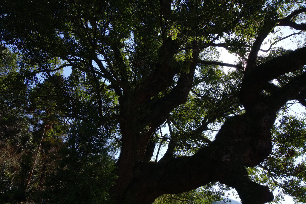 f:id:nonoty32a:20190219185801j:plain