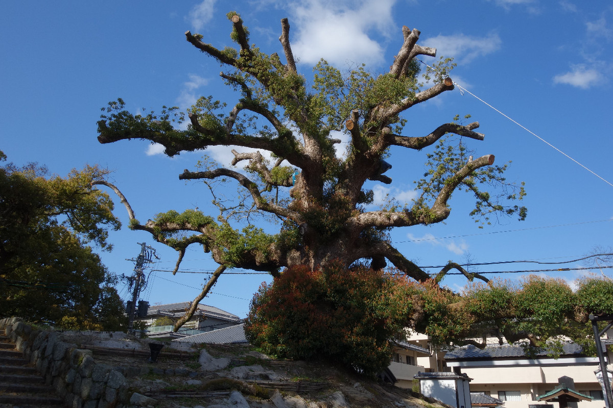 f:id:nonoty32a:20190422142900j:plain