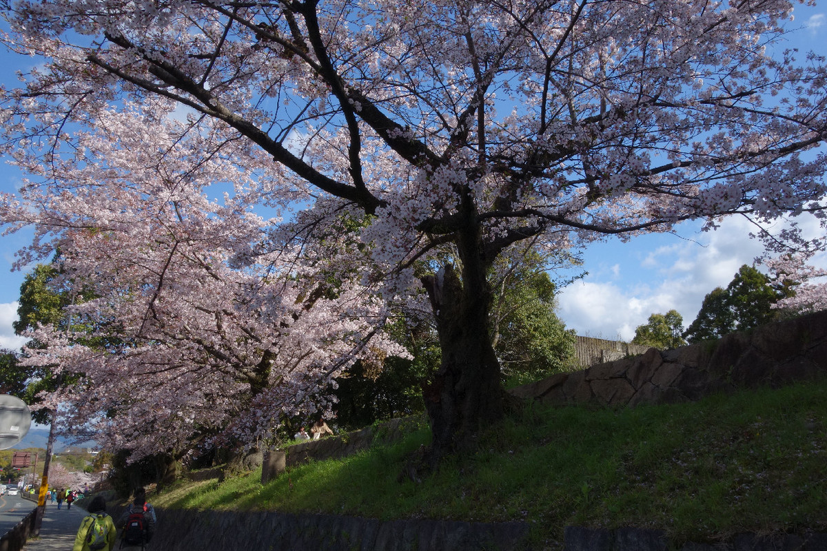 f:id:nonoty32a:20190422144029j:plain