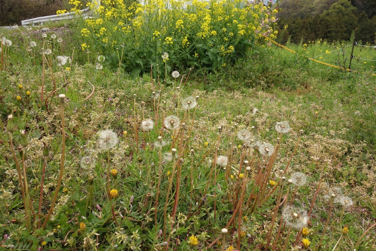 f:id:nonoty32a:20190427153218j:plain