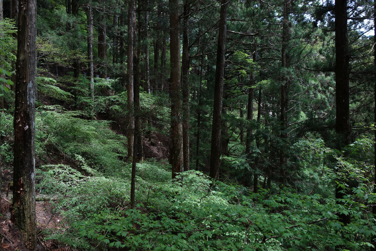 f:id:nonoty32a:20190617150548j:plain