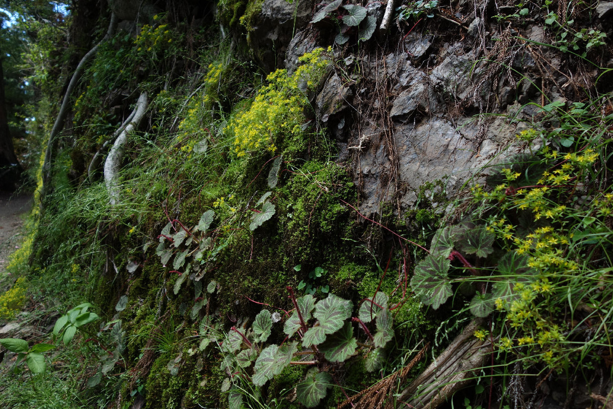 f:id:nonoty32a:20190617150928j:plain